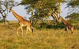 TANZANIA - Serengeti National Park - Giraffe - 6-2